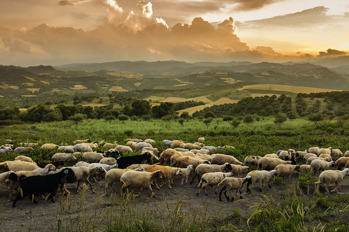 Lembu dan kambing meragut rumput di padang ternakan bebas.