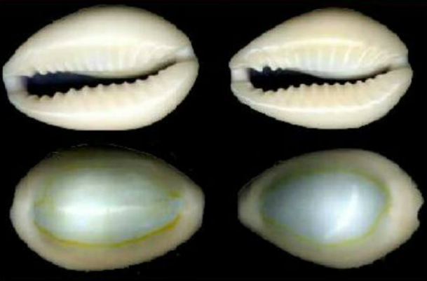 Kulit kerang cowrie yang digunakan sebagai wang primitif di Melaka