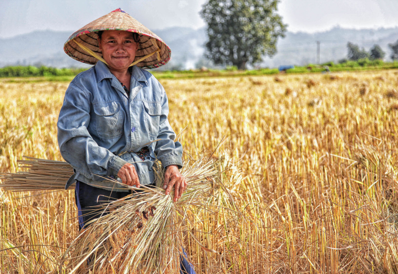 Petani bekerja keras di sawah mewakili golongan berpendapatan rendah.