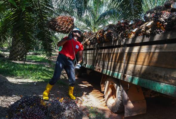 Pemandangan ladang kelapa sawit sebagai konteks kajian persepsi anak muda