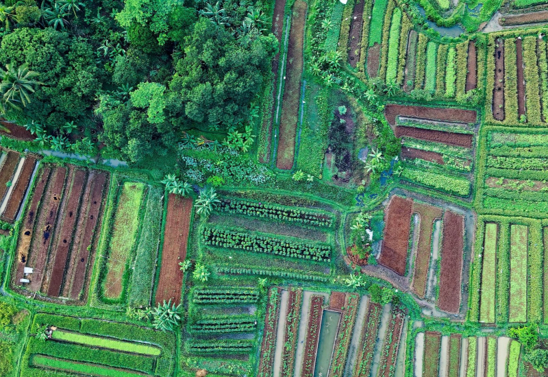 Ladang pertanian sebagai contoh laluan kerjaya dalam sektor agronomi