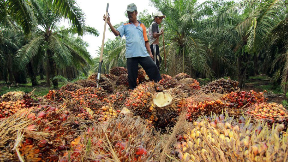 Pekerja di ladang kelapa sawit FELDA