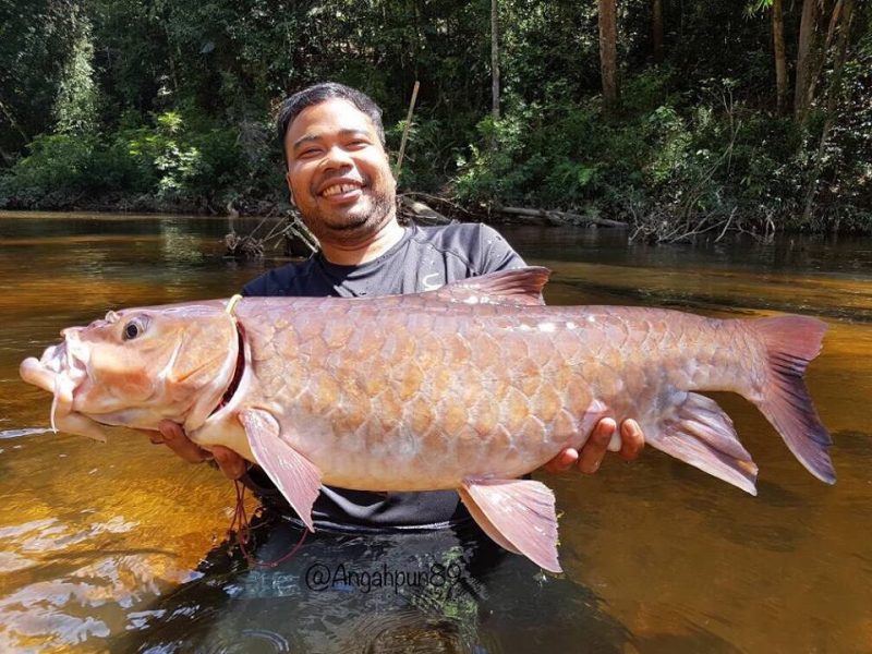 ikan empurau