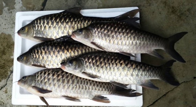 ikan empurau
