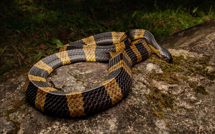 Ular katam belang dengan corak belang kuning dan hitam sepanjang badan
