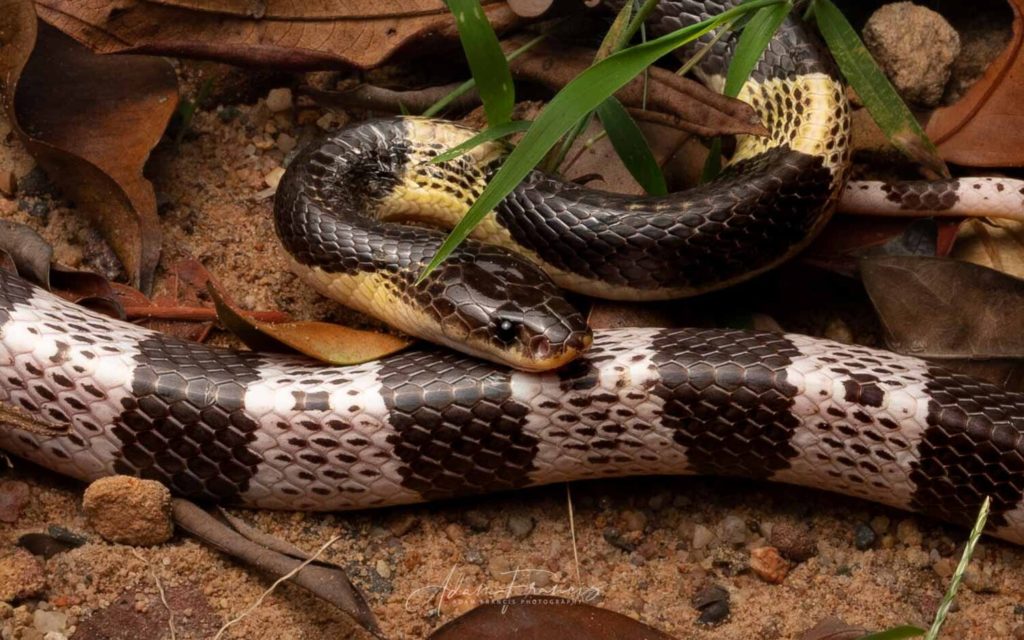 Ular katam tebu berwarna gelap dengan belang putih pada badan