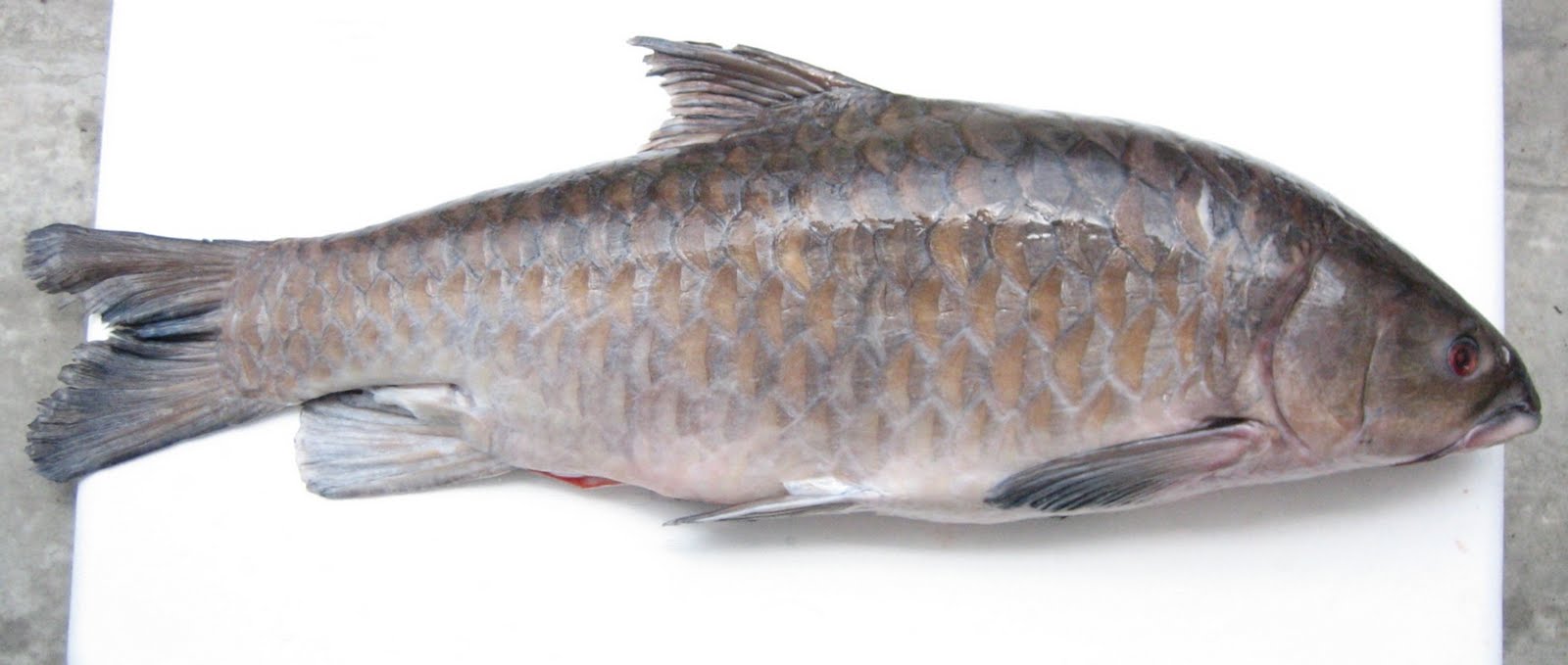 Gambar ikan empurau merah yang berkilauan, dikenali sebagai ikan termahal di Malaysia.