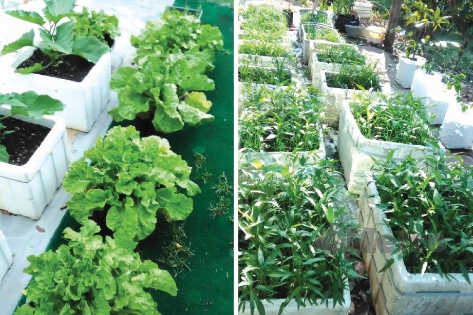 Sayur segar ditanam di kebun rumah untuk jimat perbelanjaan