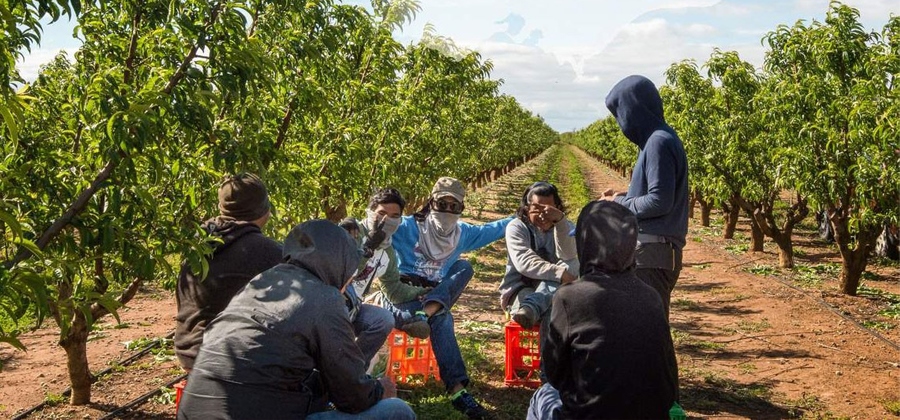 Pekerja memetik buah di kebun Australia