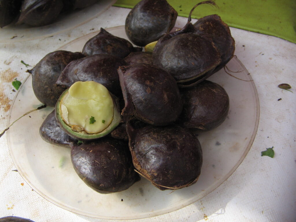 Daun selom segar sebagai ulam tradisional