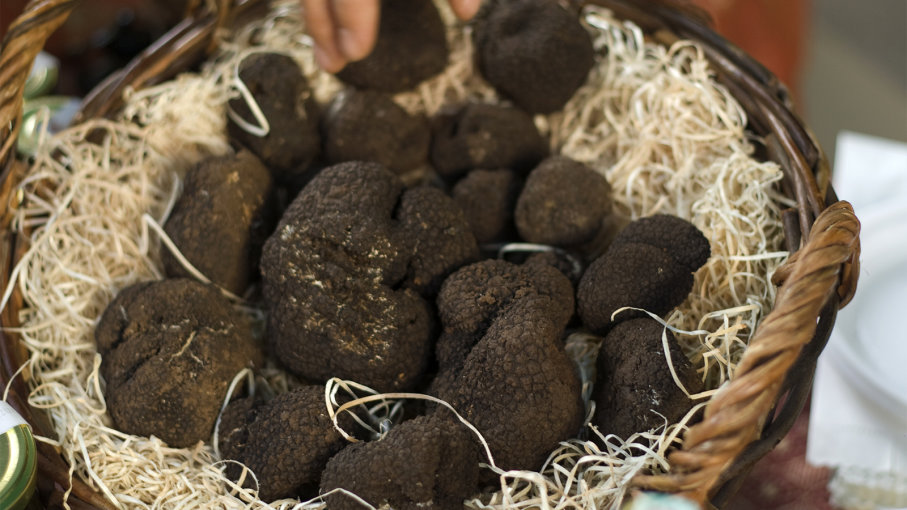 Tiga biji cendawan truffle segar di atas papan kayu