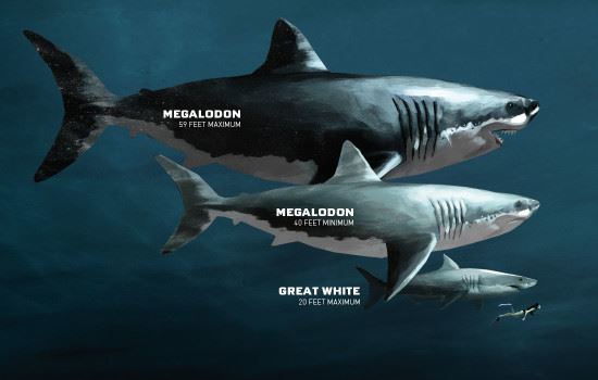 ikan jerung megalodon