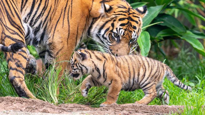 harimau malaya