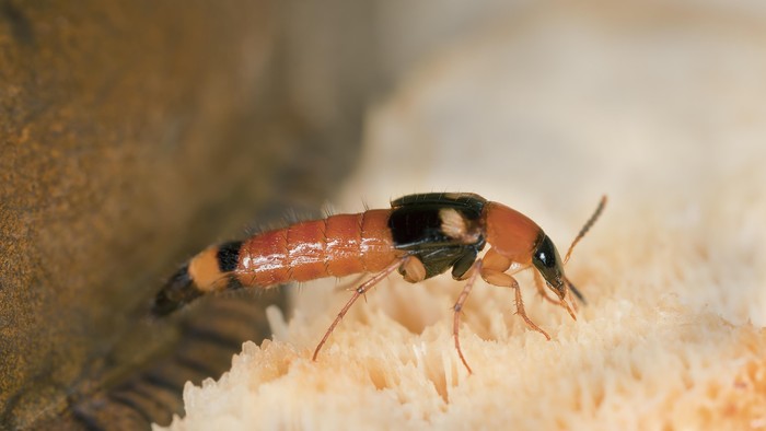 Gambar serangga semut charlie (rove beetle) berwarna coklat kemerahan dengan badan memanjang.