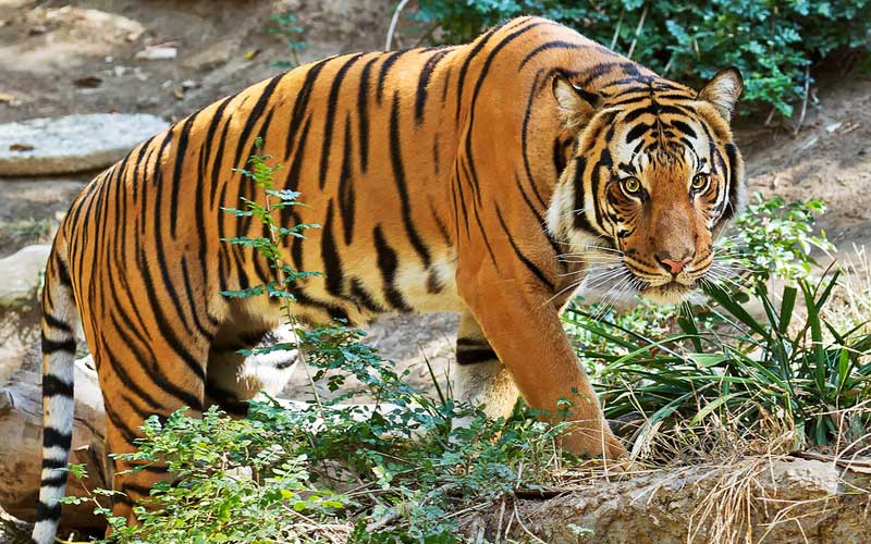 harimau malaya