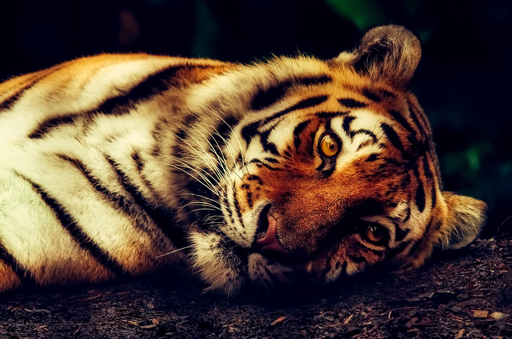 Gambar seekor harimau Malaya di persekitaran hutan.